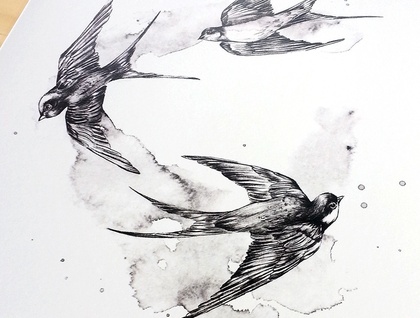 420x318 Drawing Nest Types Of Swallows Birds - Swallow Bird Drawing