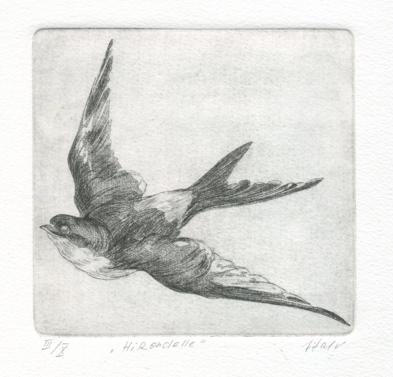 Swallow Bird Drawing at Explore collection of