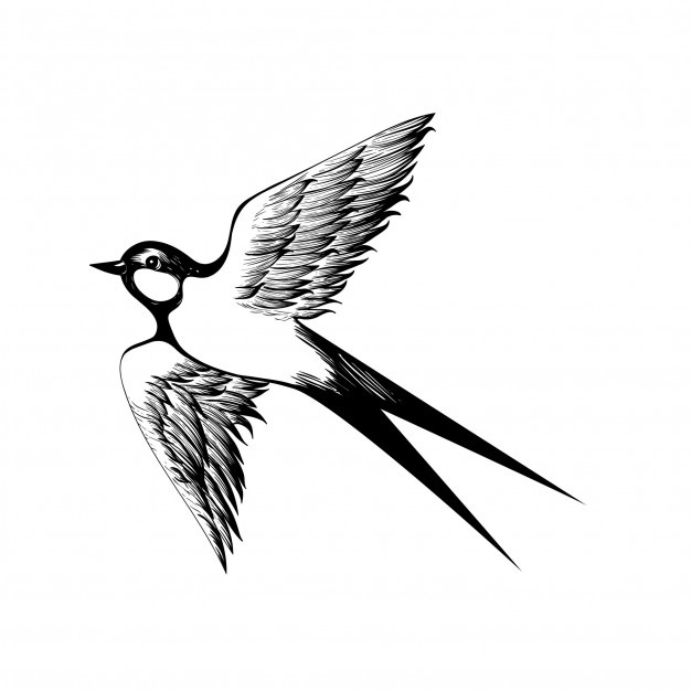 626x626 swallow vectors, photos and free download - Swallow Bird Drawing