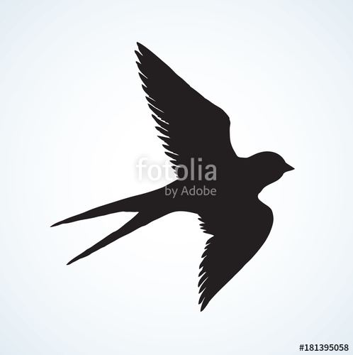 498x500 vector drawing of a series of sketches birds swallow stock - Swallow Bird Drawing