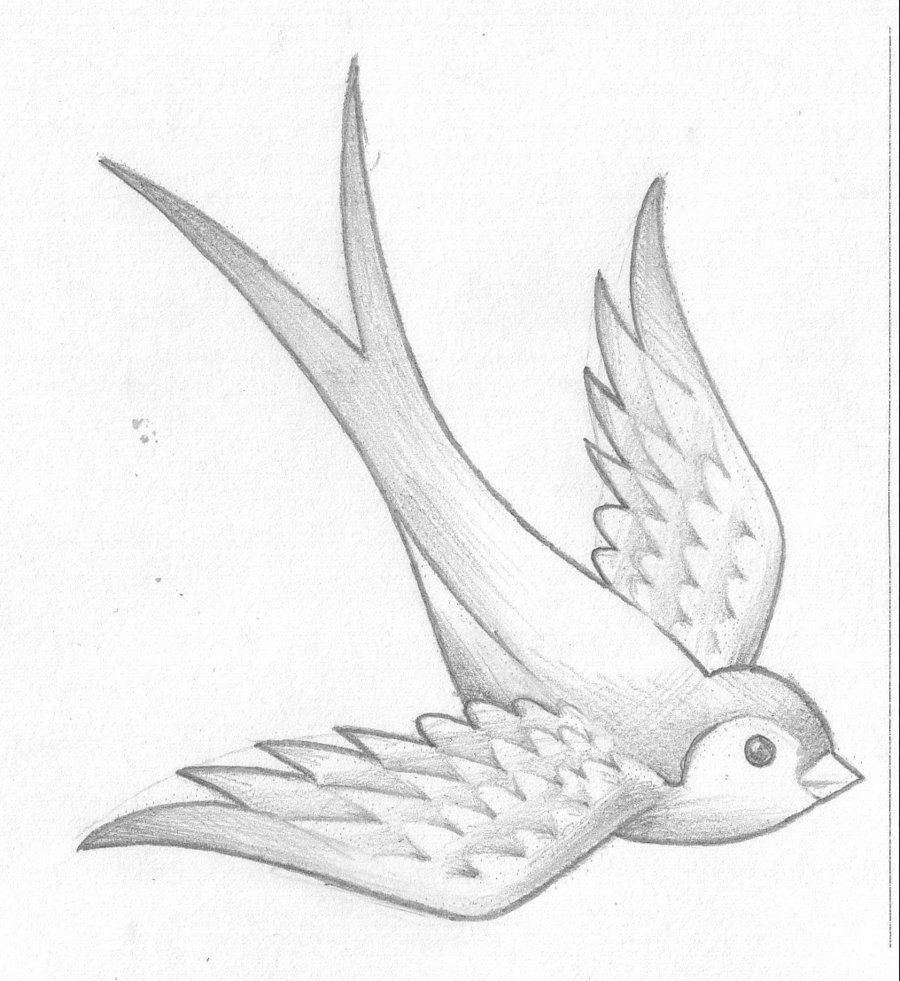900x981 details swallow drawings - Swallow Bird Drawing