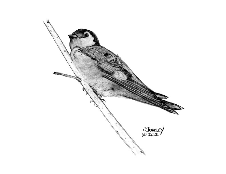 794x610 bird print violet green swallow black white bird print etsy - Swallow Bird Drawing