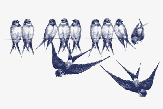 564x377 drawing swallow, ink swallow, flying swallow, blue swallow png - Swallow Drawing