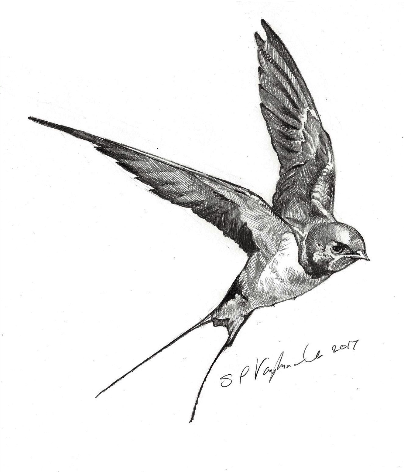 Swallow Drawing at Explore collection of Swallow