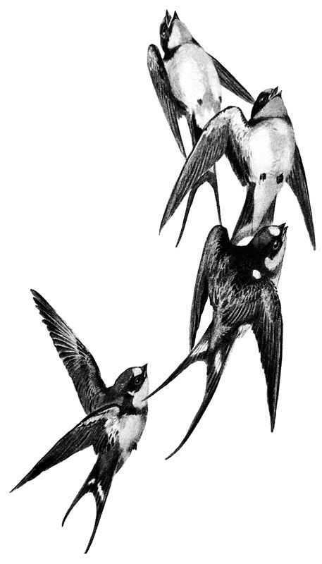 457x800 flying swallow drawing new ideas tattoo tatuajes - Swallow Drawing