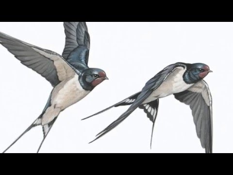 480x360 how i draw a swallow - Swallow Drawing
