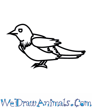 300x350 how to draw a barn swallow - Swallow Drawing