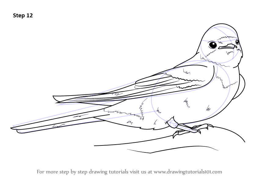 845x598 learn how to draw a barn swallow - Swallow Drawing