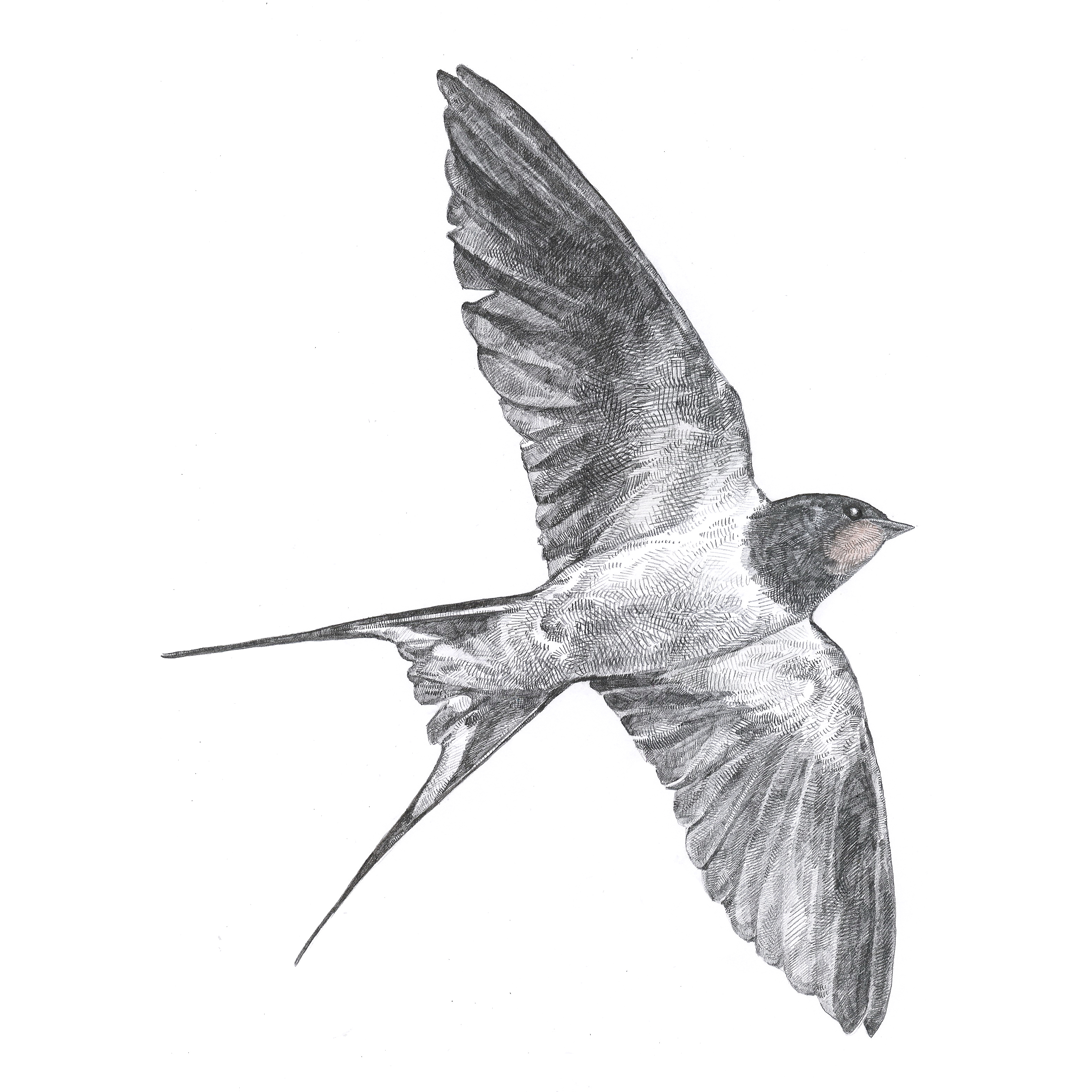 3112x3112 swallow - Swallow Drawing