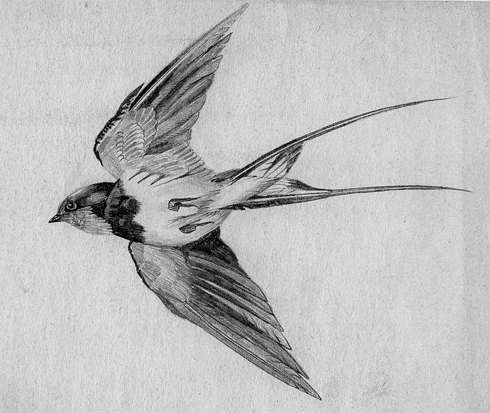 700x590 swallow drawing sketch drawing skill - Swallow Drawing