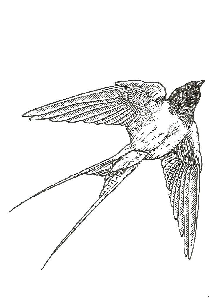 Swallow Drawing at Explore collection of Swallow