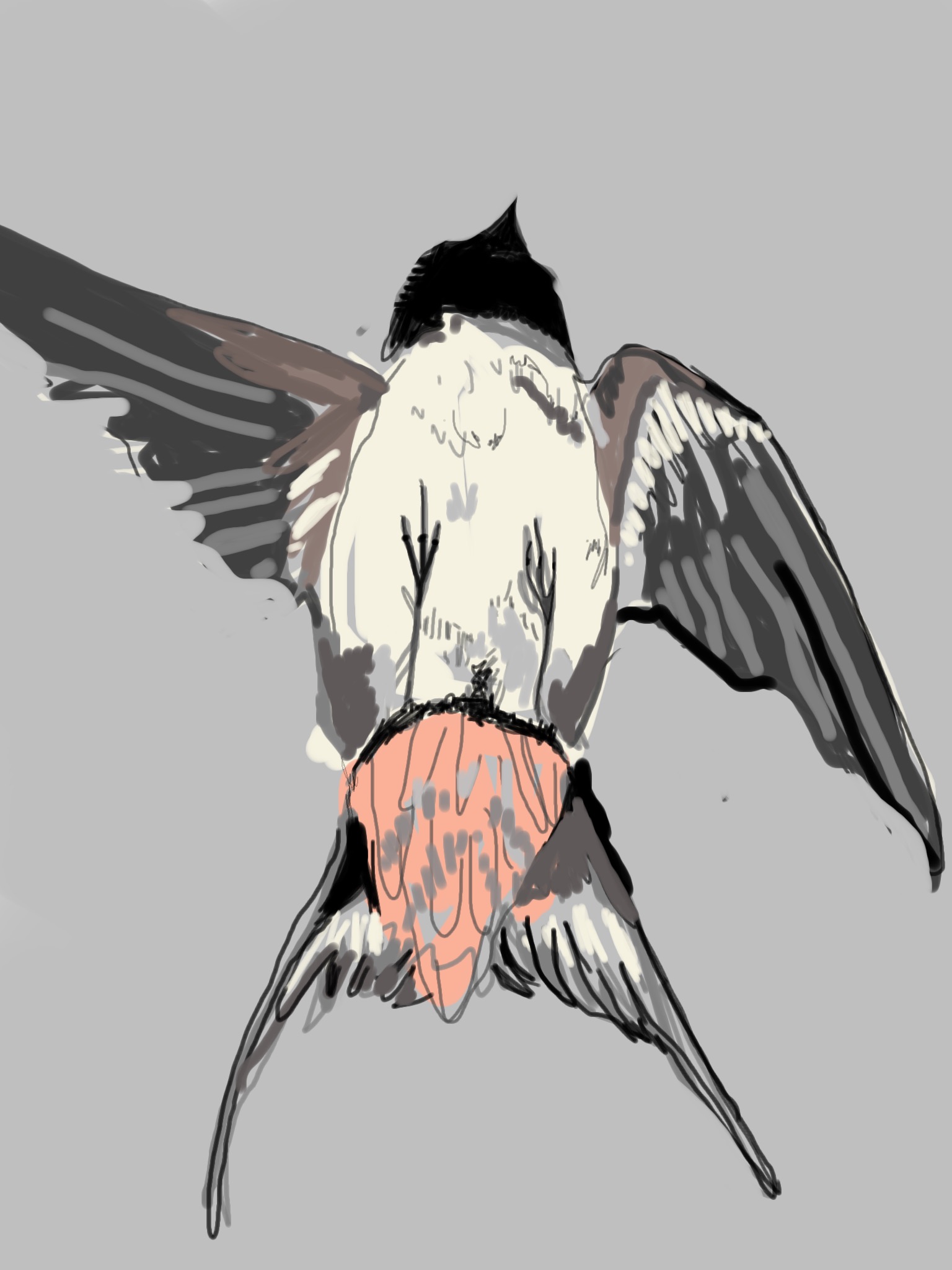 1536x2048 swallow drawing of a dead swallow the sleeping hare - Swallow Drawing