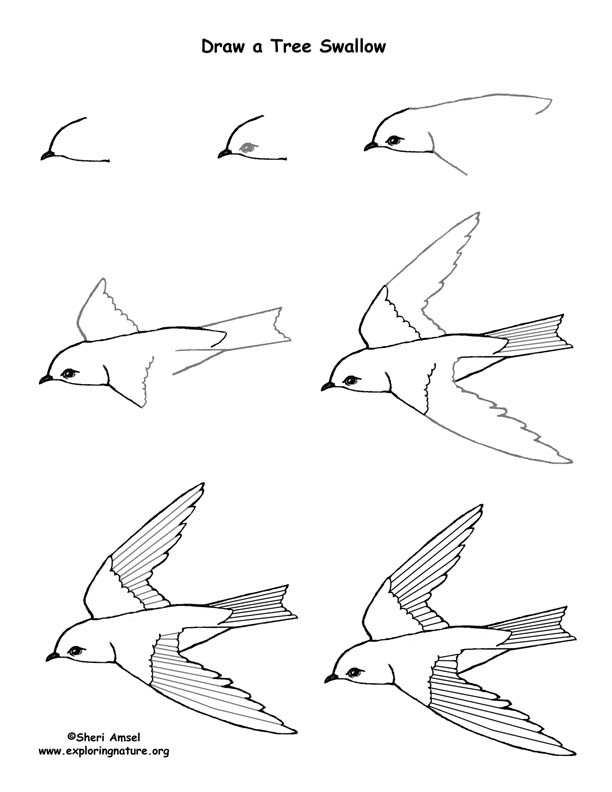 612x792 tree swallow drawing lesson - Swallow Drawing