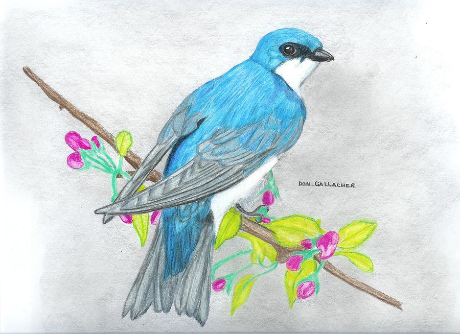 900x654 tree swallow drawing - Swallow Drawing