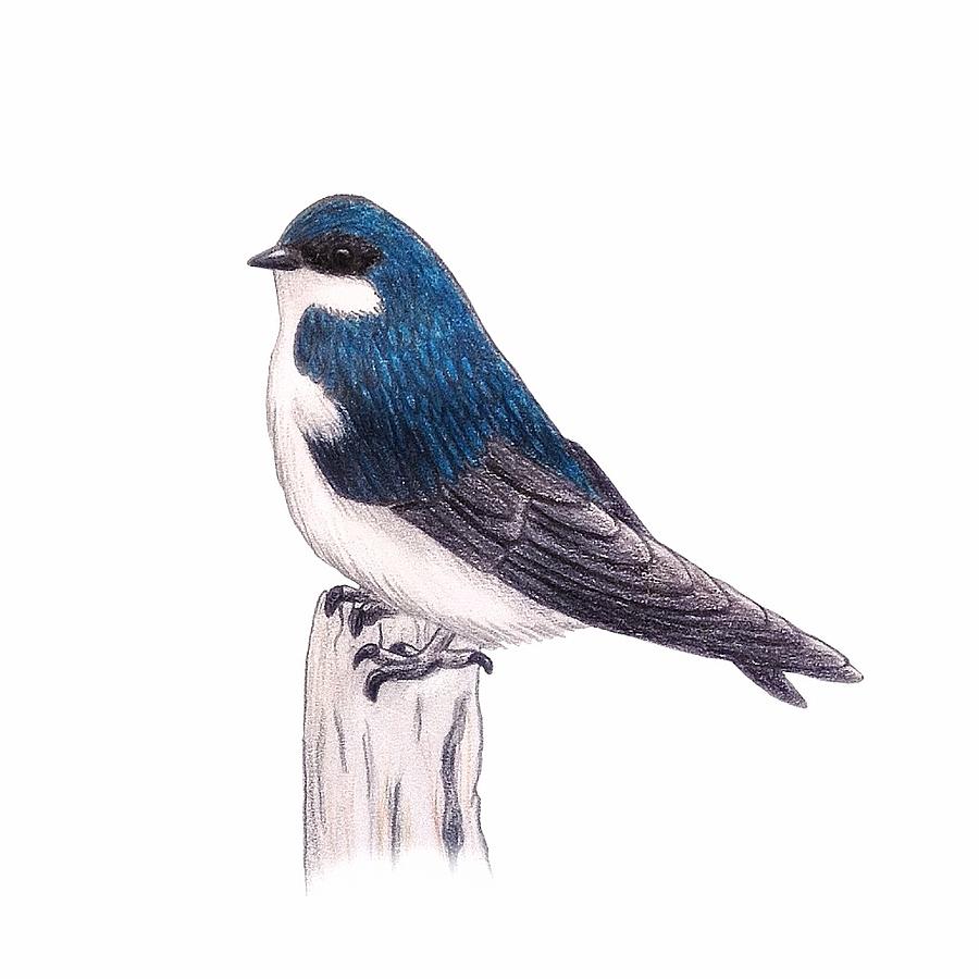 900x900 tree swallow drawing - Swallow Drawing