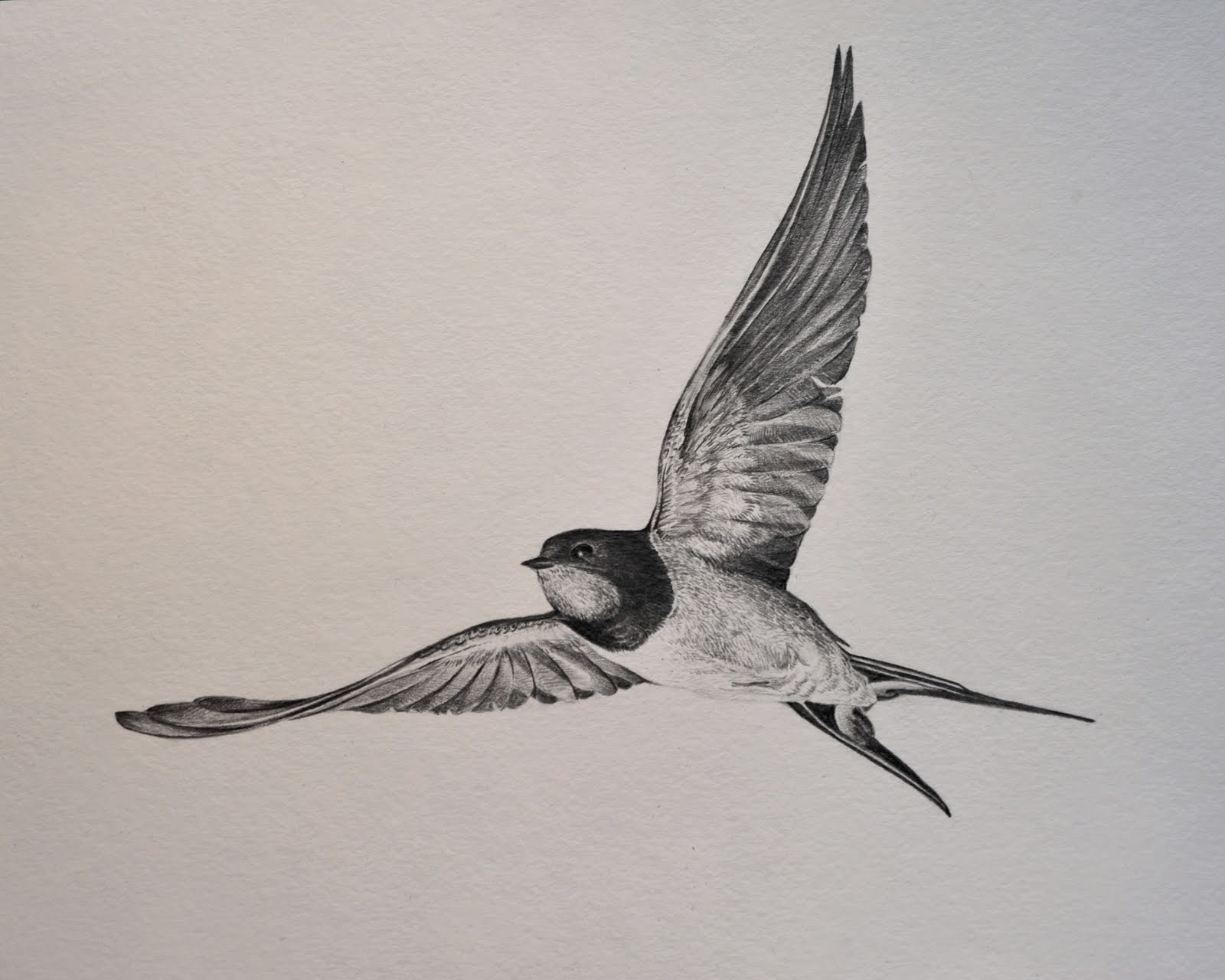 1600x1280 barn swallow drawing - Swallow Drawing