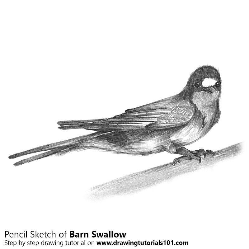 800x800 barn swallow pencil drawing - Swallow Drawing