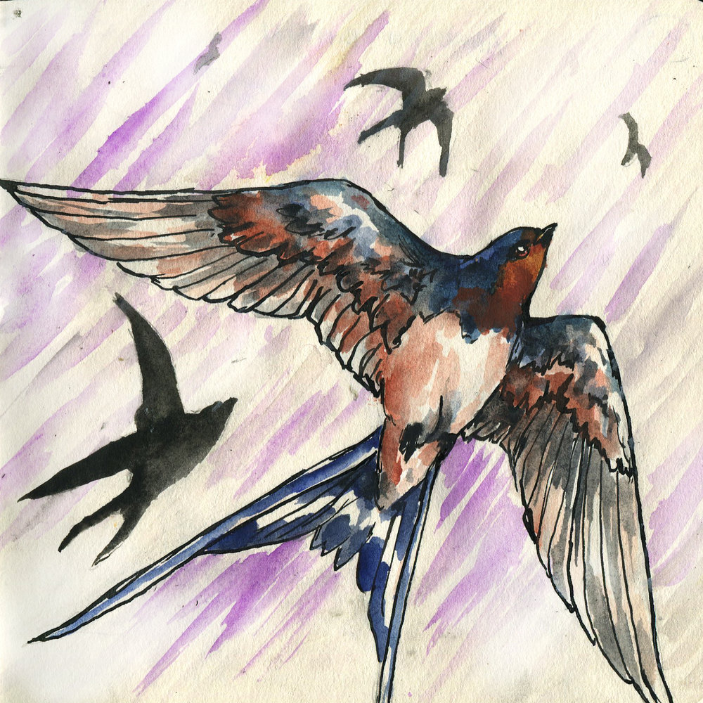 1000x1000 barn swallow drawing birds - Swallow Drawing