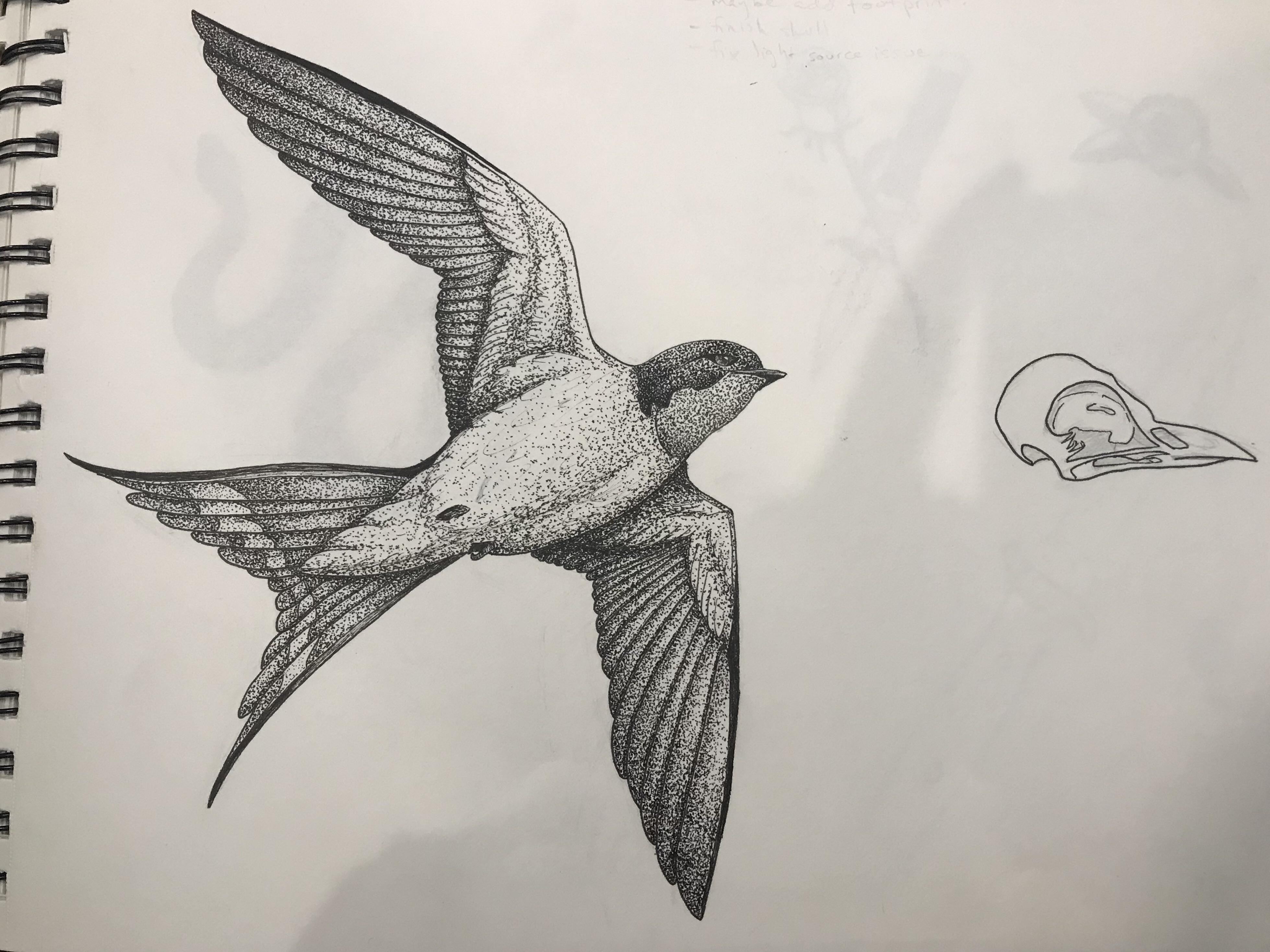 Swallow Drawing at Explore collection of Swallow