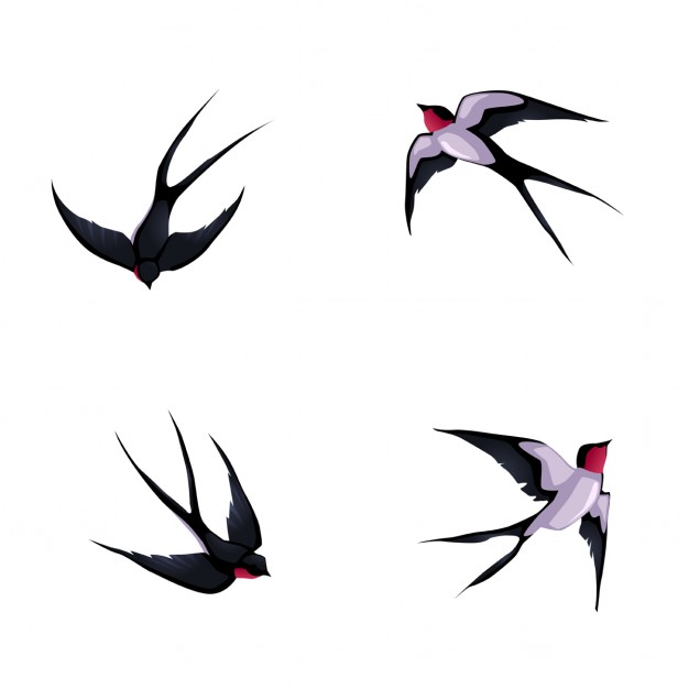 626x626 swallow vectors, photos and free download - Swallow Outline Drawing