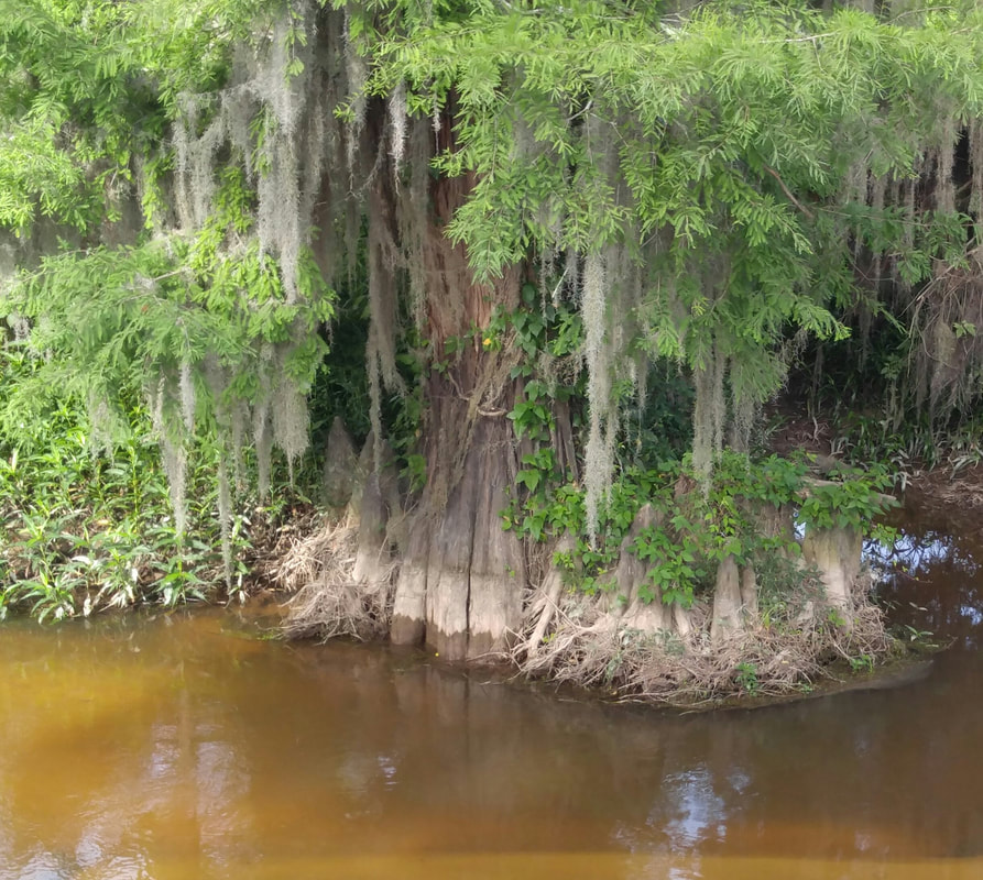 893x800 priscilla hollingsworth news - Swamp Drawing