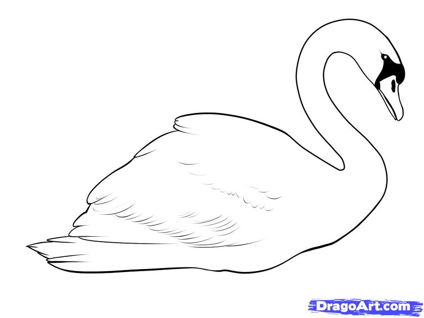 867x650 How To Draw A Swan, Step - Swan Drawing