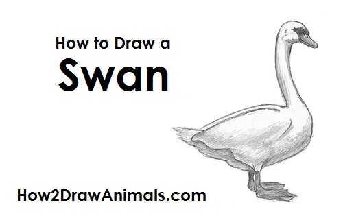 500x315 How To Draw A Swan - Swan Drawing