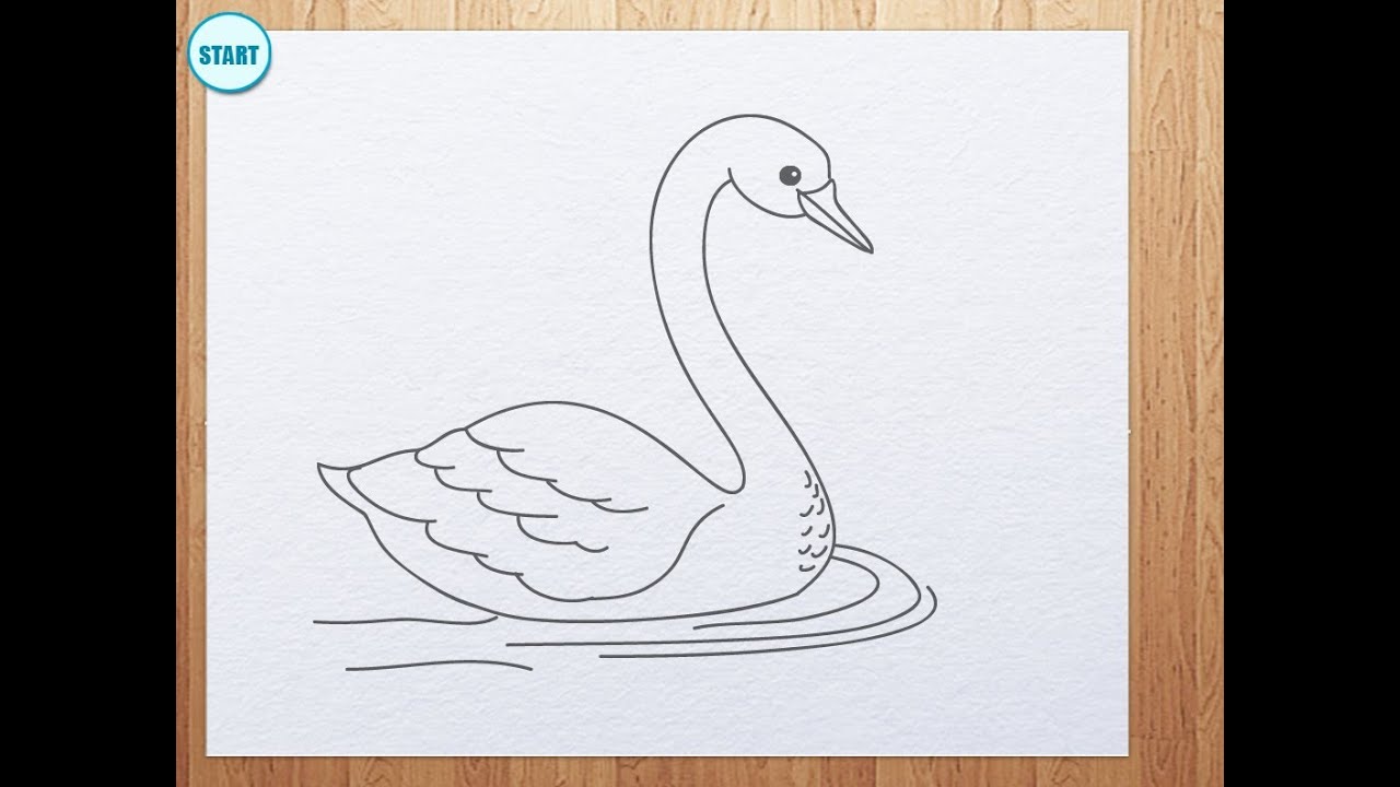 1280x720 How To Draw Swan - Swan Drawing