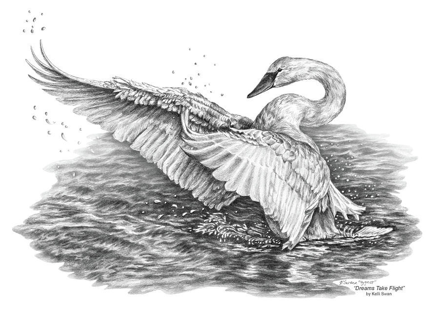 900x635 White Swan - Swan Drawing