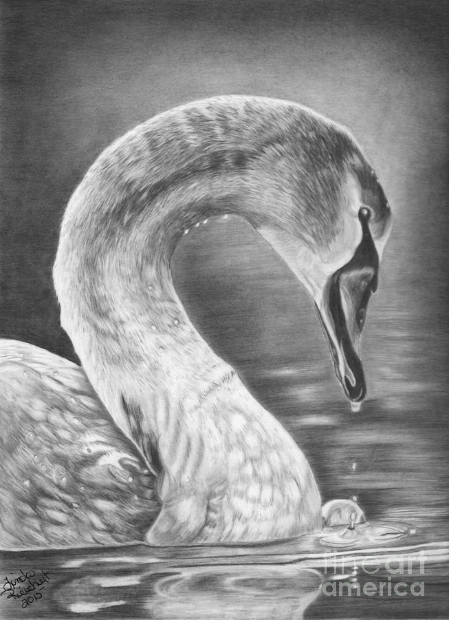 653x900 Young Swan Drawing - Swan Drawing