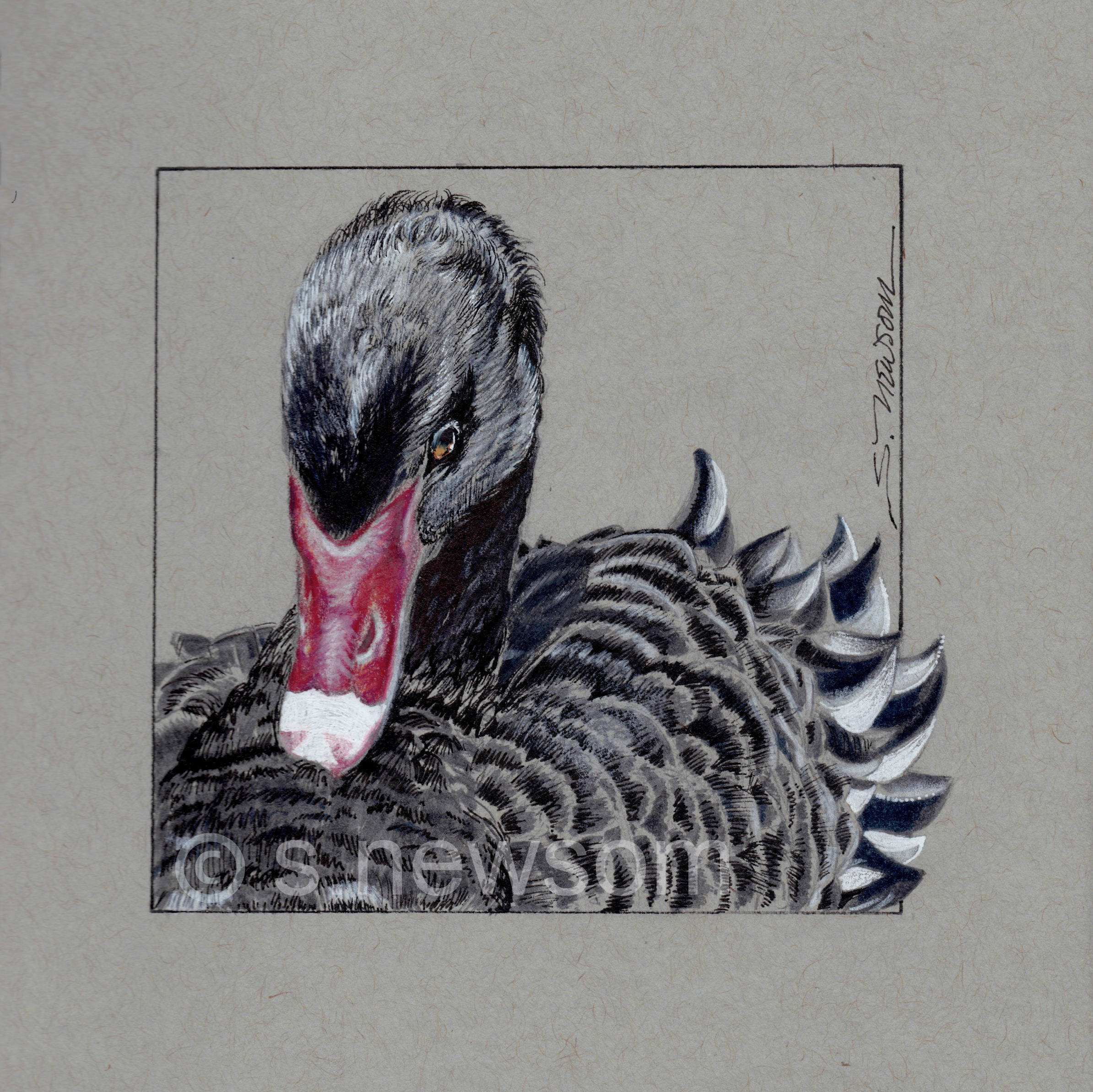 2388x2385 Black Swan Drawingoriginal Drawingird Artpen And Ink Bird Etsy - Swan Drawing