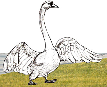 369x300 How To Draw A Swan - Swan Drawing Images