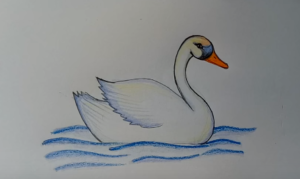 300x179 How To Draw A Swan Easy Step - Swan Drawing Images