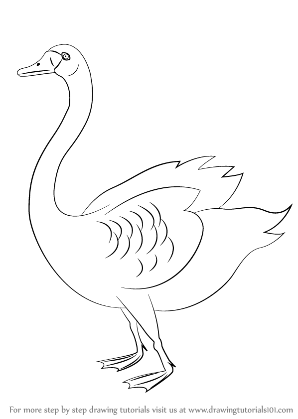598x841 Learn How To Draw A Black Swan - Swan Drawing Images