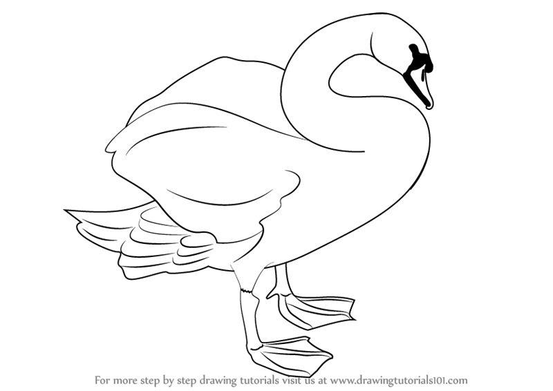 800x566 Learn How To Draw A Mute Swan - Swan Drawing Images