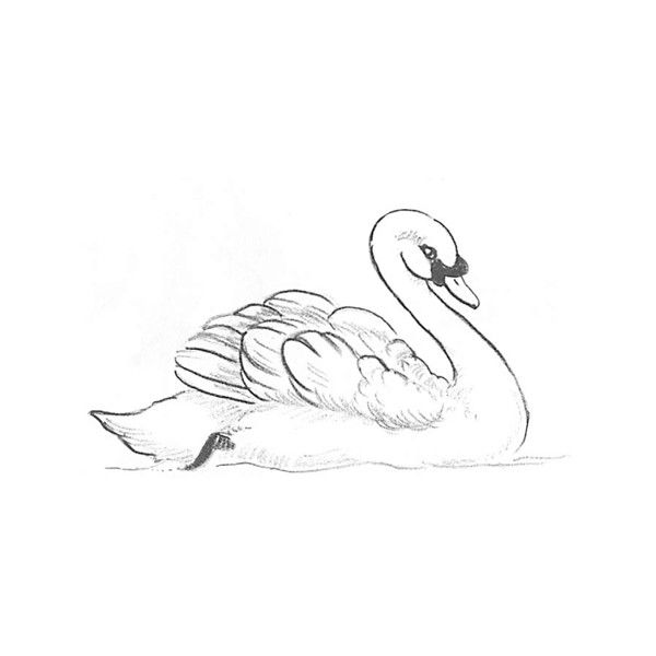 600x600 Swan Drawing Easy For Free Download - Swan Drawing Images