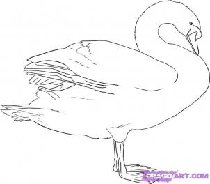 302x264 How To Draw Swans Drawing Tutorials Drawing How To Draw Swan - Swan Drawing Images