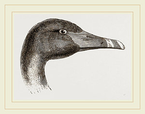 300x235 Head Of Black Swan Drawing - Swan Head Drawing