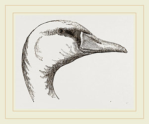 300x251 Head Of Polish Swan Drawing - Swan Head Drawing