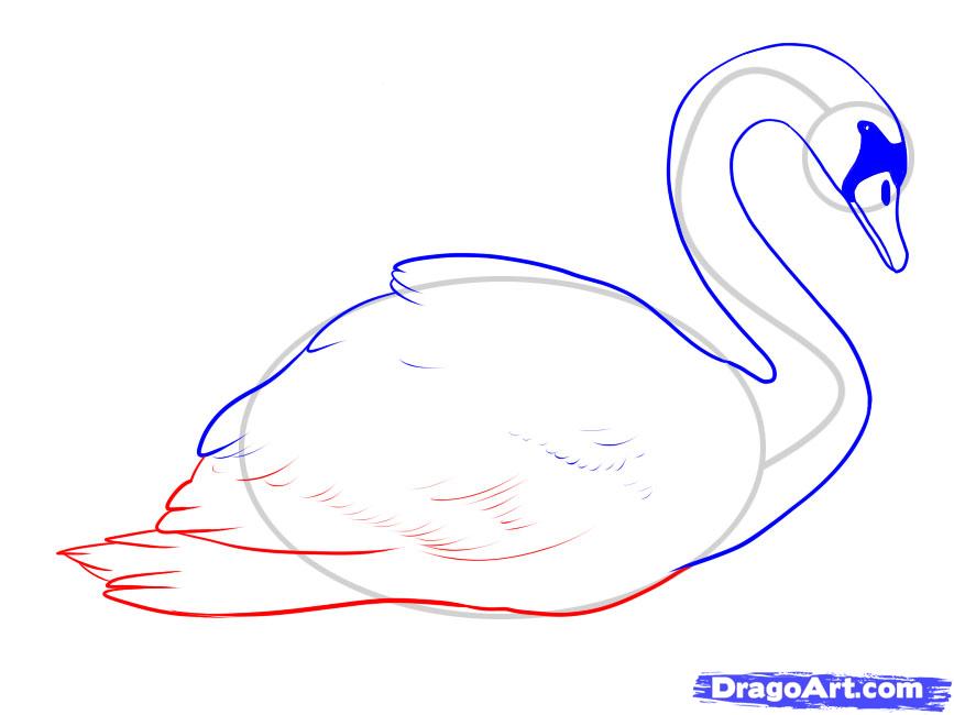 867x650 How To Draw A Swan, Step - Swan Head Drawing
