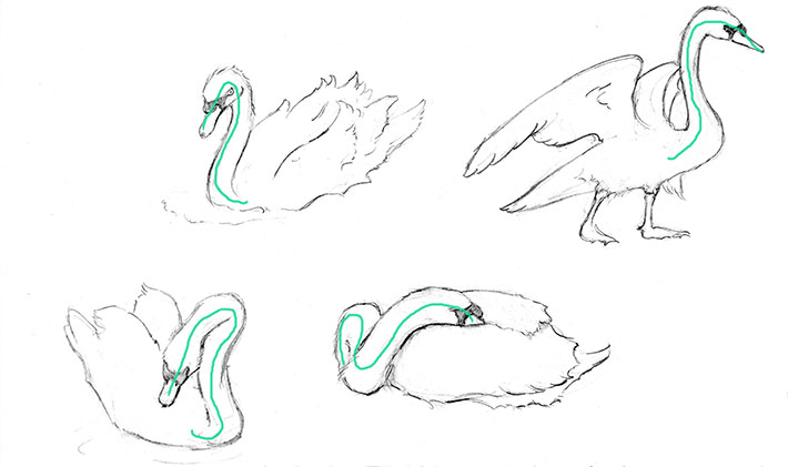 710x421 How To Draw A Swan Step - Swan Head Drawing
