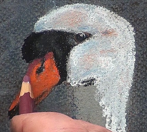 500x449 How To Draw A White Swan In Pastel Online Art Lessons - Swan Head Drawing
