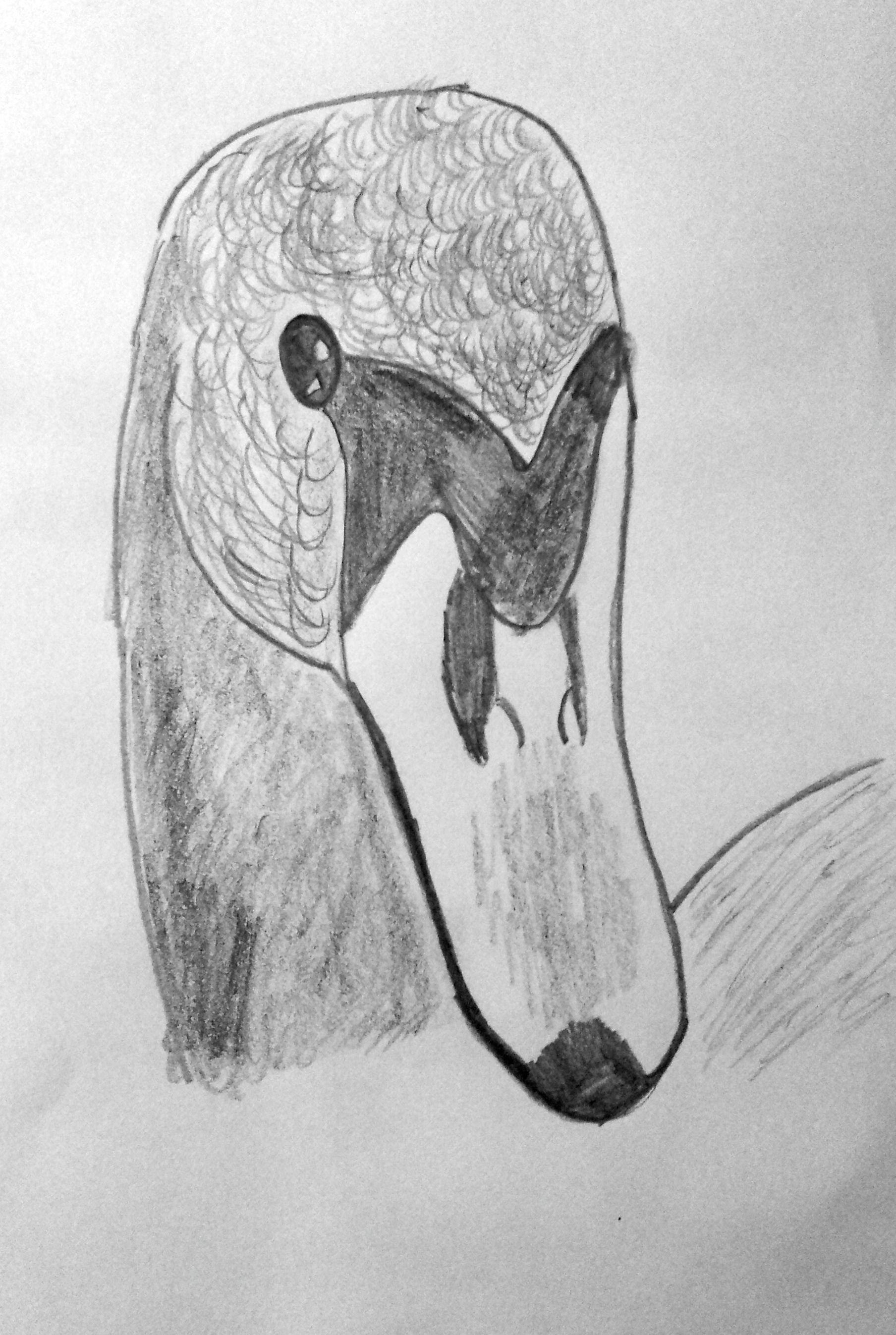 1808x2694 My Drawing - Swan Head Drawing