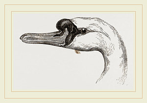 300x211 Swan Head Drawings Fine Art America - Swan Head Drawing
