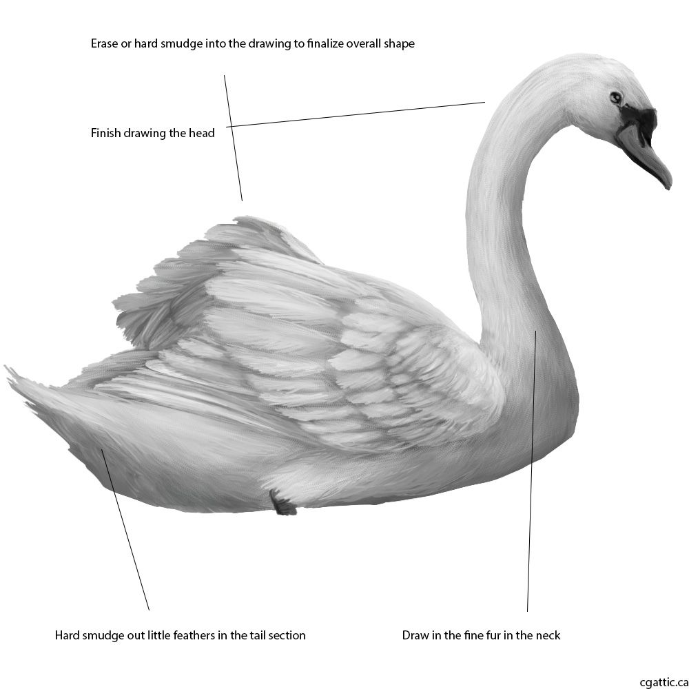 1000x1000 The Digital Art Sitemap In Como Dibujar Cisne Swan - Swan Head Drawing