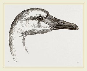 300x243 Head Of Bewicks Swan Drawing - Swan Head Drawing