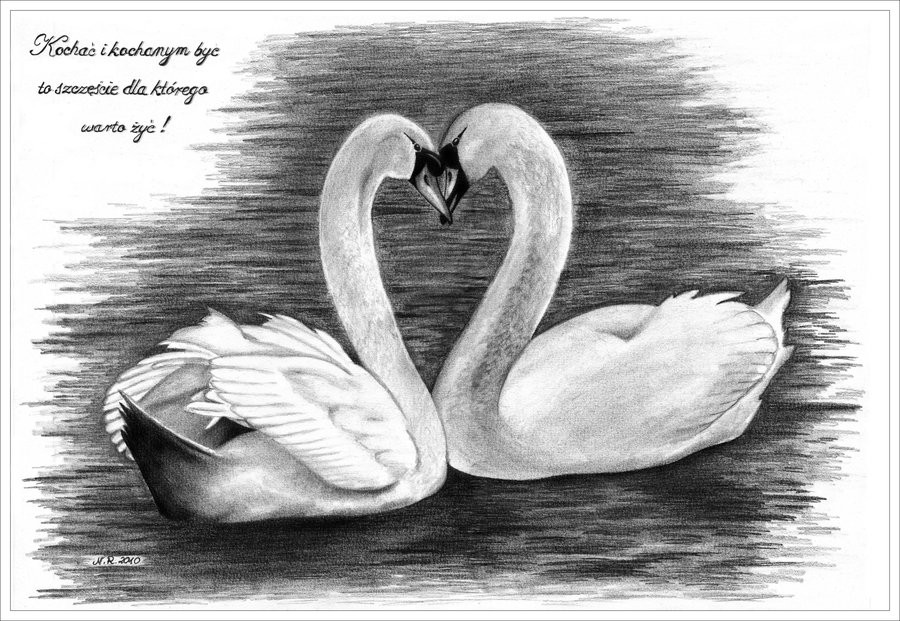 Swan Heart Drawing at Explore collection of Swan