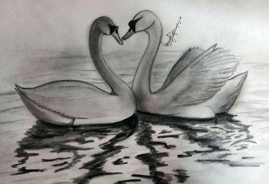 900x615 Love Swan Nature Drawing - Swan Heart Drawing