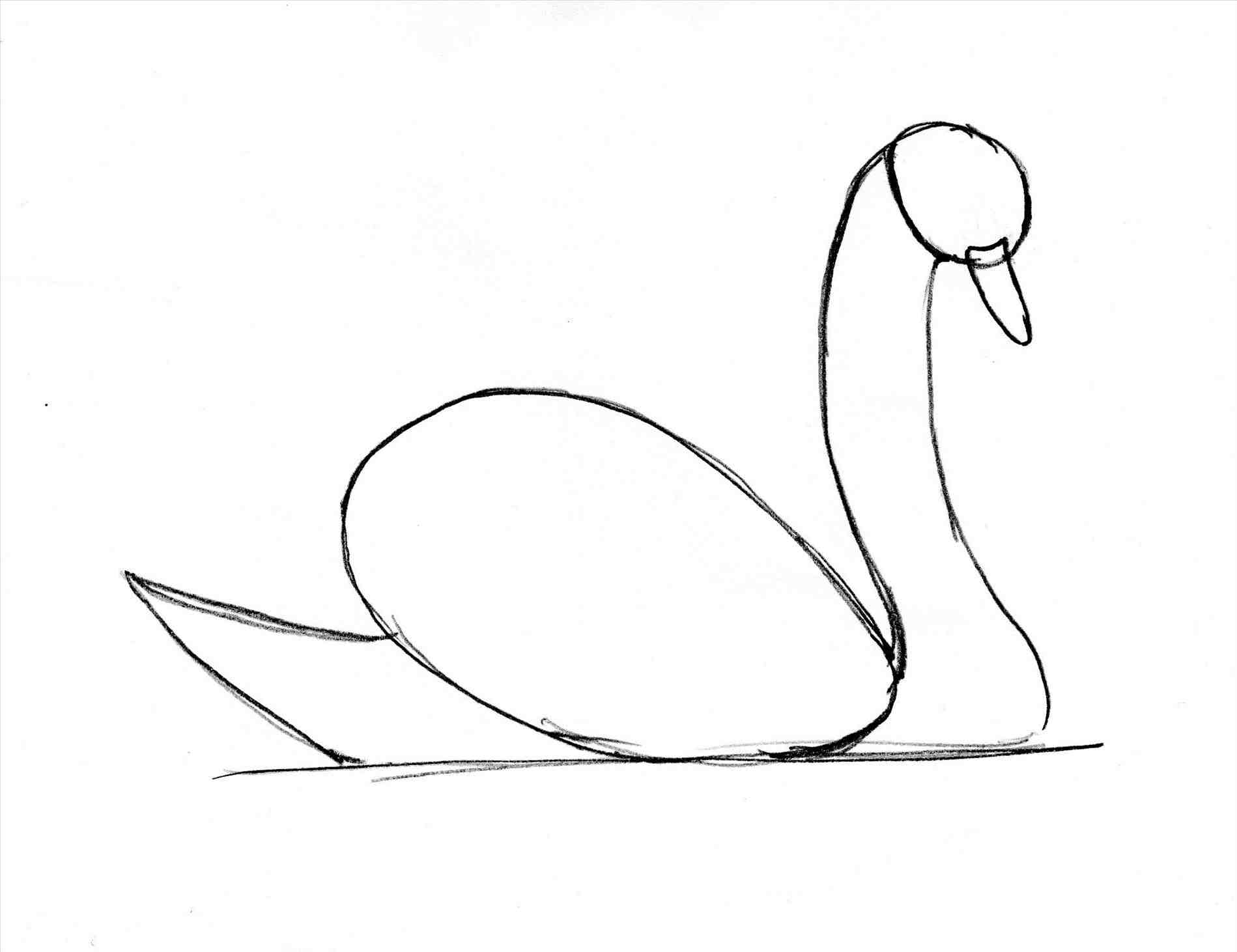 1899x1462 Swan Drawing Free Download - Swan Heart Drawing