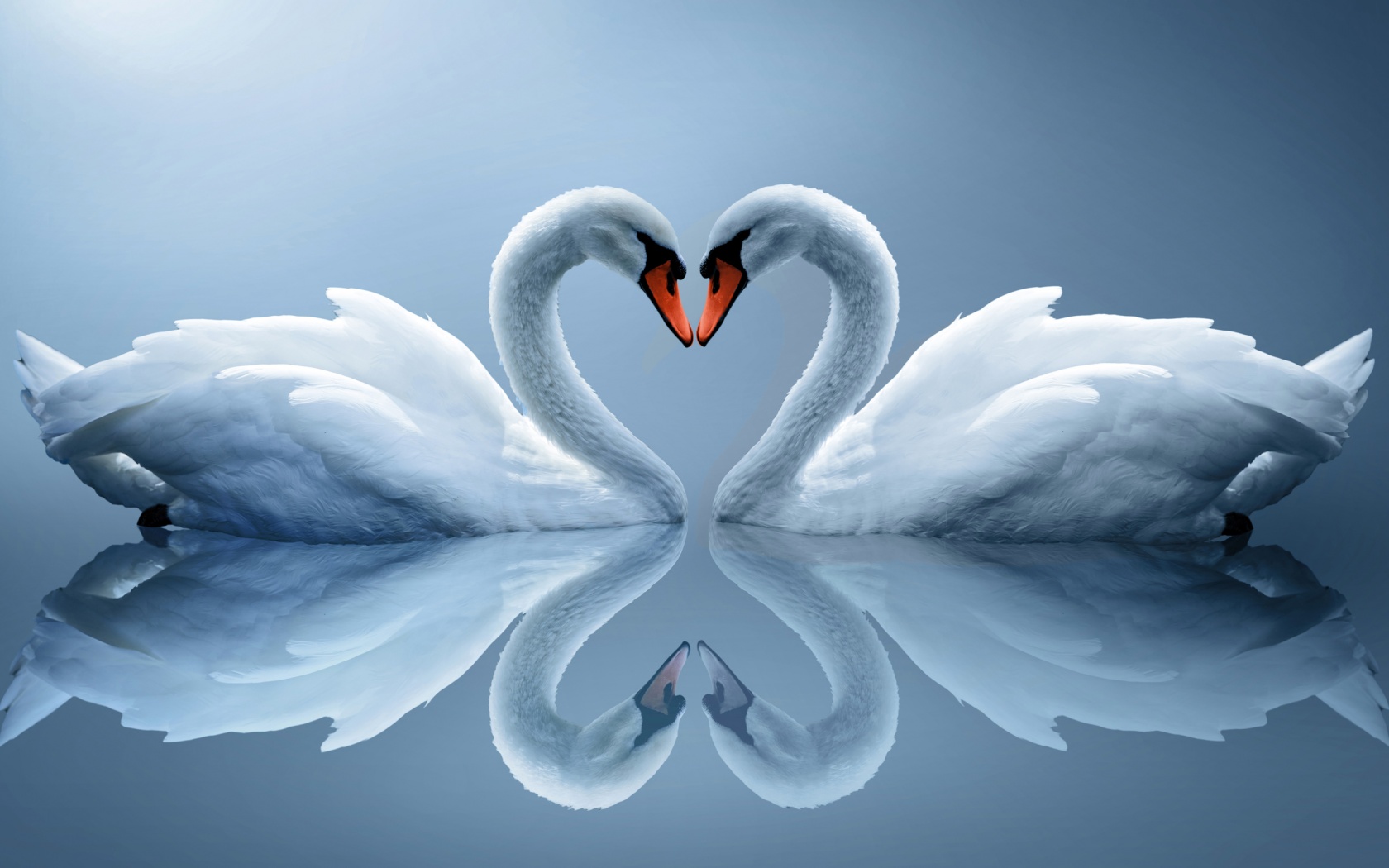 1680x1050 Swans In Love Hd Wallpaper, Background Images - Swan Heart Drawing